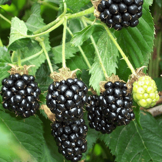 Des images de diff�rentes plantes